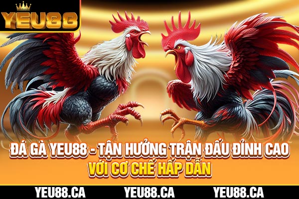 Đá Gà YEU88 - Tận Hưởng Trận Đấu Đỉnh Cao Với Cơ Chế Hấp Dẫn