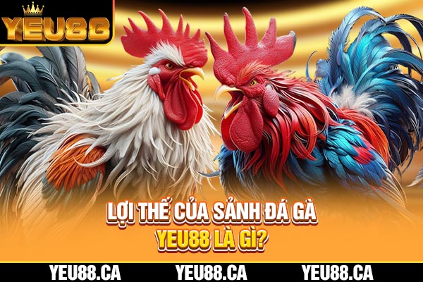 Lợi thế của sảnh đá gà YEU88 là gì? Lợi thế của sảnh đá gà YEU88 là gì?
