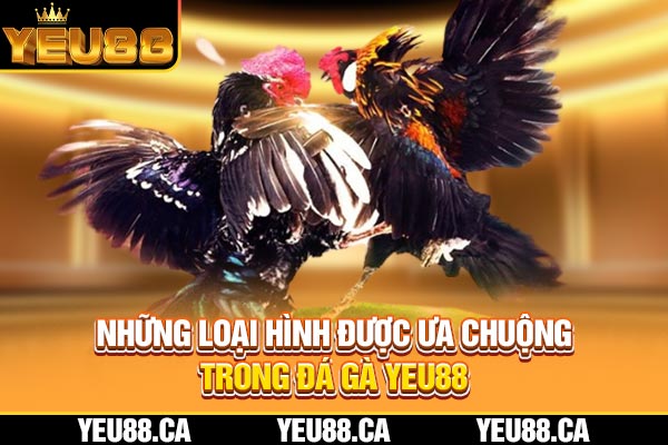 Những loại hình được ưa chuộng trong đá gà YEU88 Những loại hình được ưa chuộng trong đá gà YEU88