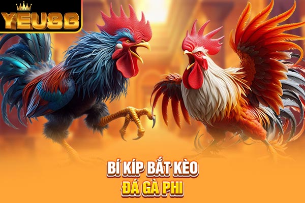Bí kíp bắt kèo đá gà Phi Bí kíp bắt kèo đá gà Phi