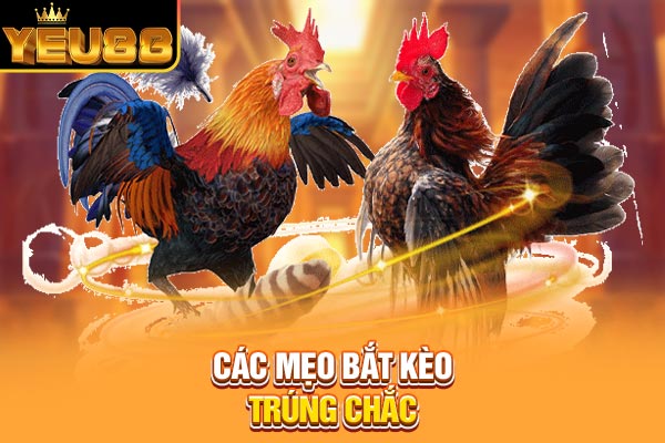 Các mẹo bắt kèo trúng chắc Các mẹo bắt kèo trúng chắc