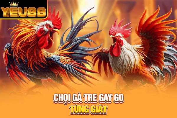 Chọi gà tre gay go từng giây Chọi gà tre gay go từng giây