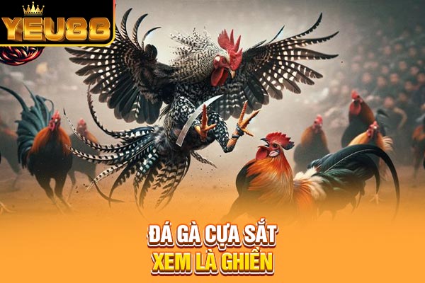 Đá gà cựa sắt xem là ghiền Đá gà cựa sắt xem là ghiền