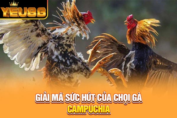Giải mã sức hút của chọi gà Campuchia Giải mã sức hút của chọi gà Campuchia
