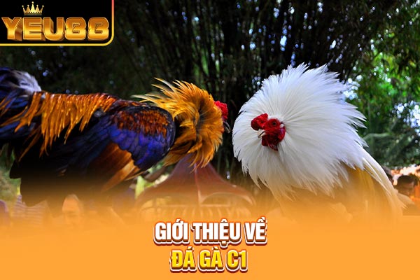 Giới thiệu về đá gà C1 Giới thiệu về đá gà C1