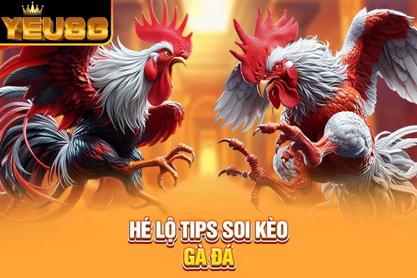 Hé lộ tips soi kèo gà đá Hé lộ tips soi kèo gà đá